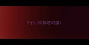 2个月松狮吃鸡蛋