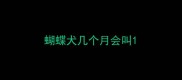 蝴蝶犬几个月会叫