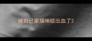 被自己家猫咪咬出血了
