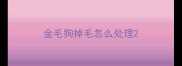 金毛狗掉毛怎么处理