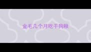 金毛几个月吃干狗粮