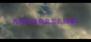 狗狗尿液有血怎么回事