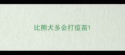 比熊犬多会打疫苗