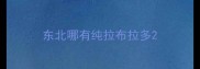 东北哪有纯拉布拉多