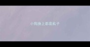 小狗身上都是虱子