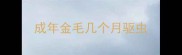 成年金毛几个月驱虫