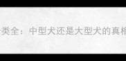 金毛犬体型分类全中型犬还是大型犬的真相与饲养指南