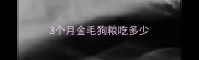 3个月金毛狗粮吃多少