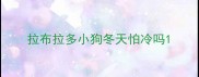 拉布拉多小狗冬天怕冷吗