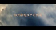幼犬黑背几个月换毛