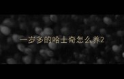 一岁多的哈士奇怎么养