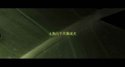 土狗几个月算成犬