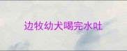 边牧幼犬喝完水吐