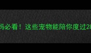 孕期养宠指南孕妈必看这些宠物能陪你度过280天健康好孕期