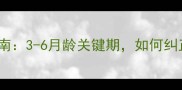 泰迪犬社会化训练全指南3-6月龄关键期如何纠正乱叫拆家等行为