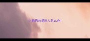小狗狗总是咬人怎么办
