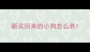 新买回来的小狗怎么养