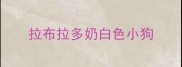 拉布拉多奶白色小狗