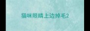 猫咪眼睛上边掉毛