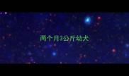 两个月3公斤幼犬