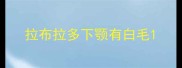 拉布拉多下颚有白毛