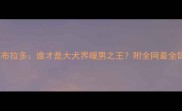 金毛VS拉布拉多谁才是大犬界暖男之王附全网最全饲养指南