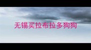 无锡买拉布拉多狗狗