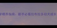 40天科学喂养指南新手必看拉布拉多幼犬成长全攻略
