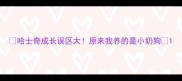 哈士奇成长误区大原来我养的是小奶狗