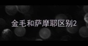 金毛和萨摩耶区别
