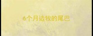 6个月边牧的尾巴