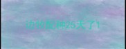边牧配种25天了