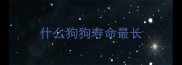 什么狗狗寿命最长