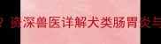 拉布拉多呕吐嗓子哑怎么办资深兽医详解犬类肠胃炎与咽喉炎症状及家庭护理指南