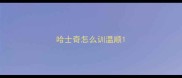 哈士奇怎么训温顺