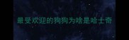 最受欢迎的狗狗为啥是哈士奇