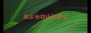 嘉定宠物店免费买