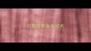 出售自家金毛幼犬