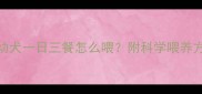 两个月大柯基幼犬一日三餐怎么喂附科学喂养方案与常见误区