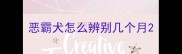 恶霸犬怎么辨别几个月