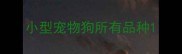 小型宠物狗所有品种