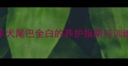 边境牧羊犬尾巴全白的养护指南与训练技巧全