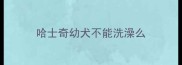 哈士奇幼犬不能洗澡么