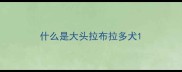 什么是大头拉布拉多犬