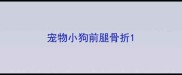 宠物小狗前腿骨折