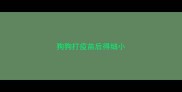 狗狗打疫苗后得细小
