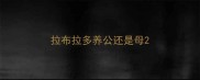 拉布拉多养公还是母