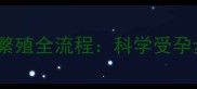 新手必看拉布拉多繁殖全流程科学受孕步骤与关键注意事项