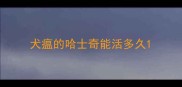 犬瘟的哈士奇能活多久