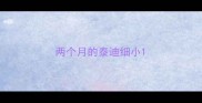 两个月的泰迪细小